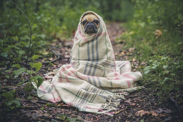 Les conditions et les exclusions de l'assurance et de la mutuelle animale : tout ce que vous devez savoir