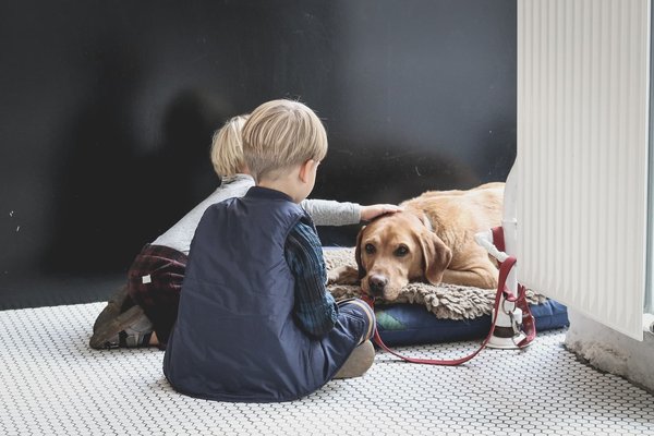 Quels sont les avantages et les limites de l'homéopathie pour les animaux ?