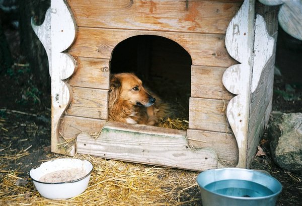 Comment choisir le panier, la cage ou la niche de son animal ?