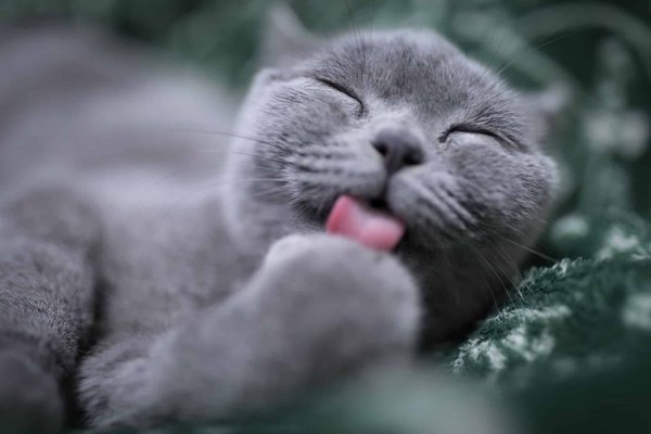 Quels examens de santé sont importants pour votre animal de compagnie ?
