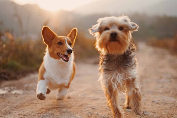 Comment améliorer la qualité de vie de son animal âgé ou handicapé ?